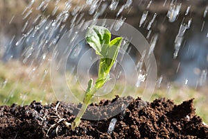 Plant and water.