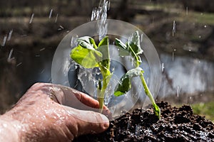 Plant and water.