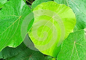 plant water background after rain greencolor