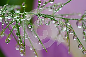 Plant with water drops