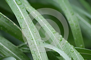 Plant and waterdrops