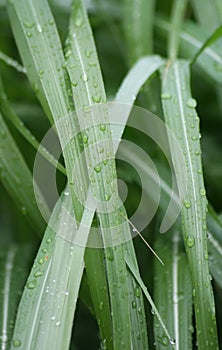 Plant and waterdrops