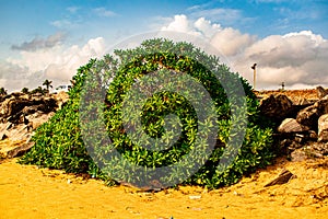 A plant which usually grows near the beach in the beach sand