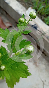 It is plant of white goledu.