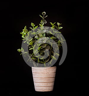 a plant in a white pot on a black background with a black background behind it and a black background behind it