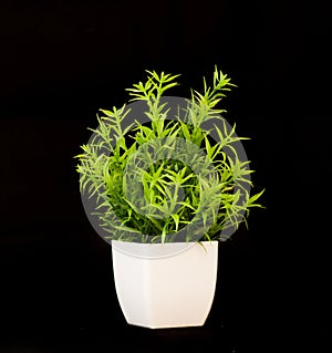 a plant in a white pot on a black background with a black background behind it and a black background behind it