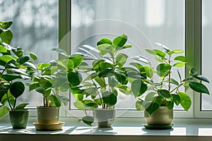 A plant in a white pot with green leaves stands on a windowsill near a window. Indoor flowers