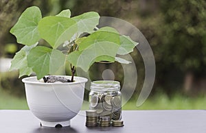 A plant in a white pot is placed on the table and a pile of coins is in jar in nature background