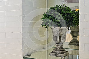 Plant in a white pot and on a white shelf with mirrors