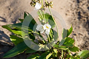 Plant with white and yellow flower on the beach in the city of federation province of entre rios argentina