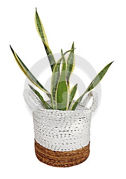 Plant in wicker pot busket isolated on white background. Details of modern boho, tropical , bohemian style . eco design