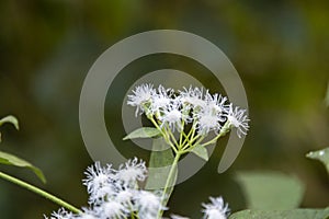 Plant wild Angelica  lat. Angelica sylvestris. Flowering plant closeup in the woods
