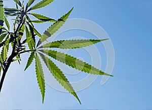 The plant of wild marijuana in the sunlight against the blue sky.