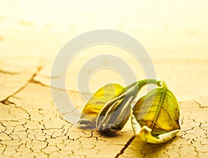 Plant wilting and dying in dry cracked desert soil. Concept displaying global warming or climate change, drought damage to crops,
