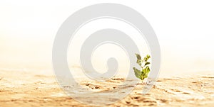 Plant wilting and dying in dry cracked desert soil. Concept displaying global warming or climate change, drought damage to crops,