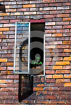 Plant in a window of an old brick house