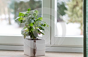 A plant at the windowsill