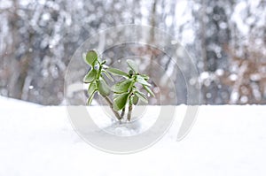 Plant in the winter growing out of snow