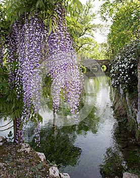Plant of wisteria and historic bridge in the distance in the Gar