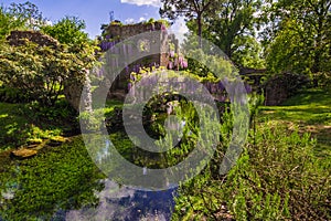 Plant of wisteria on historic bridge in the Ninfa garden photo