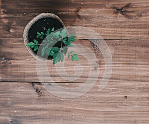 Plant On The Wood Table