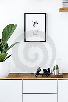 Plant on wooden white cupboard in simple living room interior wi