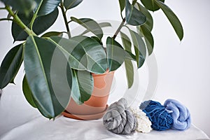 The plant and wool on the table.