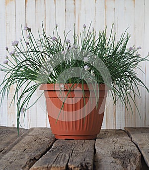 Plant world. A decorative onion in a brown pot bloomed with lilac flowers