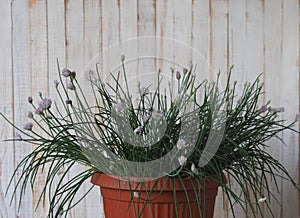 Plant world. A decorative onion in a brown pot bloomed with lilac flowers