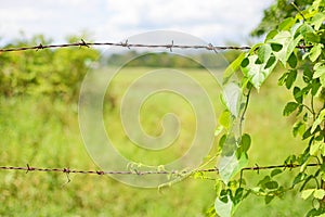 plant wrapped on rusty barbed wire