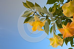 Yellow flowers called Trompeta Angel or Diablo photo