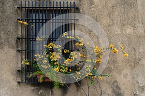 Ancient window with yellow flowers wrapped in barracks, green nature, colonial texture wall photo