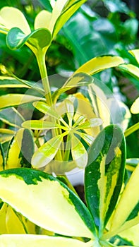 Plant with yellow and green leaf, have eight strands across each leaf stalk, the new young leaves grew photo