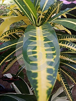 plant with yellow and green leaves