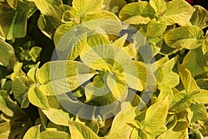 A plant with yellow leaves. Ornamental shrubs with colorful leaves. Deorative plants in the park