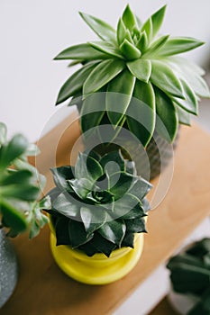 A plant in a yellow pot. Echeveria Purpusorum.