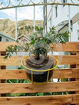Plant in Yellow Pot Hanging in the Wooden Pallet