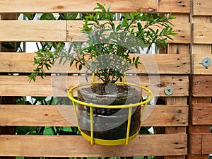 Plant in the Yellow Pot Hanging the Wooden Pallet