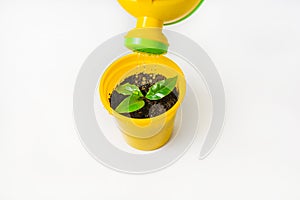 A plant in a yellow pot watered from a watering can on a white background