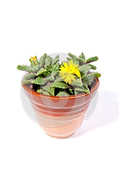 Plant with yelloy flower