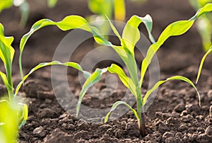 Plant of young green corn