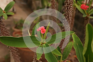 Plant, young green plant