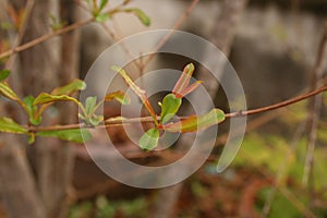 Plant, young green plant