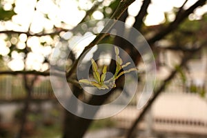 Plant, young green plant