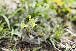 plant a young sapling with loosened leaves of derens of Elegantissima.