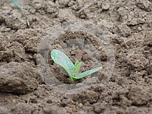 plant a zucchini (Cucurbita pepo) seedling in open ground