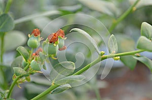 Planta de arandano photo