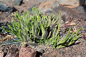 Planta en el desierto de Atacama