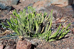 Planta en el desierto de Atacama photo