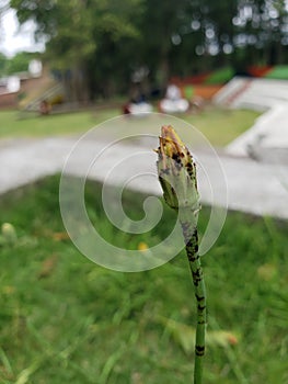 Planta photo